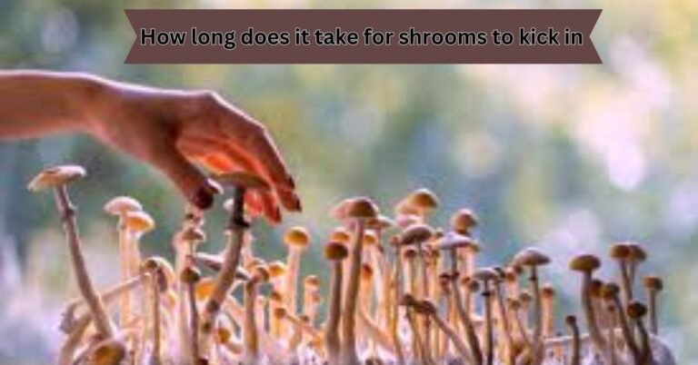 How long does it take for shrooms to kick in